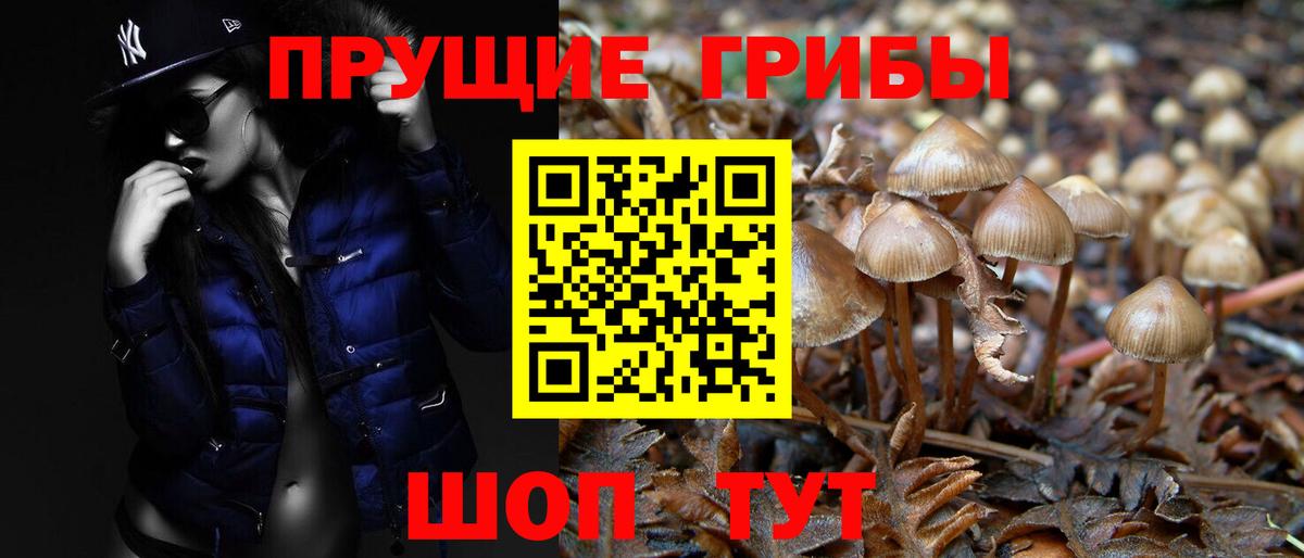 Родники  Псилоцибиновые грибы GOLDEN TEACHER  Вход с VPN 